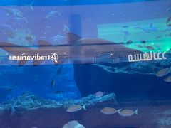 -迪拜水族馆及水下动物园