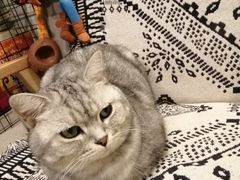 -平行世界·猫咖(首经贸店)
