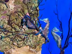 -海合安武汉极地海洋公园