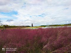 -春花秋色城市公园