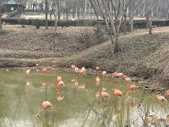 -合肥野生动物园