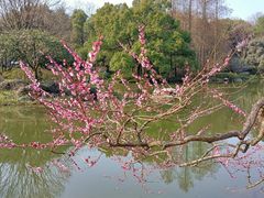 -杭州植物园