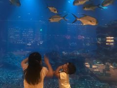 -海棠湾洲际-涛·海底餐厅·美人鱼·自助餐·海底隧道
