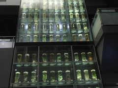 -广东中医药博物馆