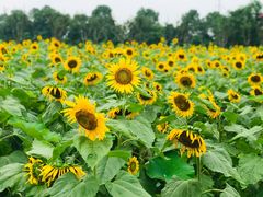 -武汉紫薇都市田园