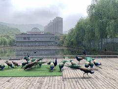 -华西村