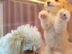 -翊宠yipet猫狗购宠庄园犬舍•猫舍