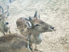 -无锡动物园·太湖欢乐园