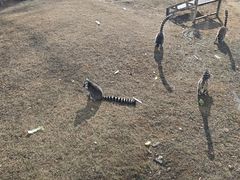 -秦皇岛野生动物园