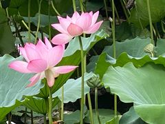 -荔湾湖公园