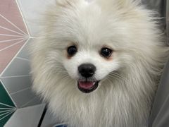 -瑞鹏宠物医院·微创内窥镜·骨外科·牙科(翠竹分院)