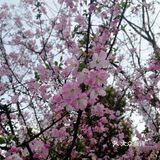春天来了，去泉山文化公园走一走