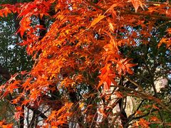 -证大大拇指广场(芳甸路店)