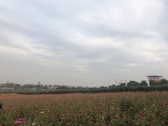 -花博汇(知音花月夜)