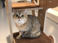-飞行喵MR PILOT|猫舍·猫咖(静安大融城店)