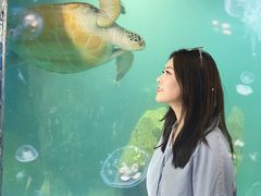 -广东惠东海龟国家级自然保护区