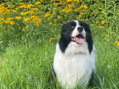 -瑞派宠物医院·中兽医专科(中央商城分院)