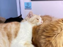 -Heymao猫咖.咖啡厅(东门店)