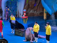 -烟台海昌鲸鲨海洋公园