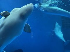 -海合安成都极地海洋公园