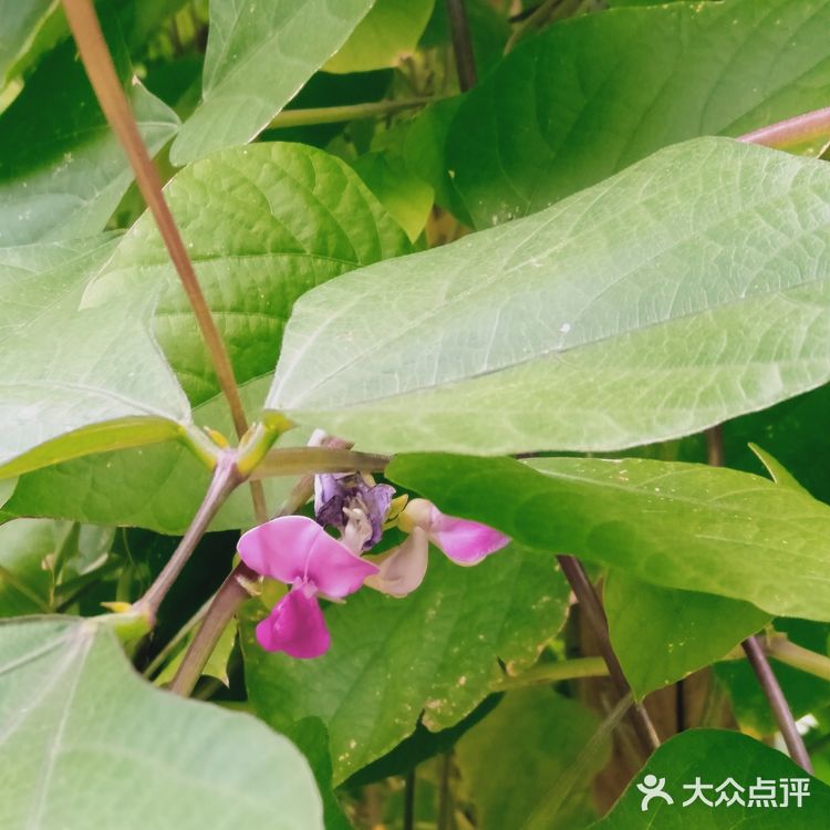 双子叶植物纲(Magnoliopsida)科