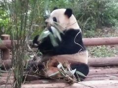 -成都大熊猫繁育研究基地