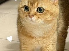-安安宠医宠物医院·异宠·犬猫内科(岳阳分院)