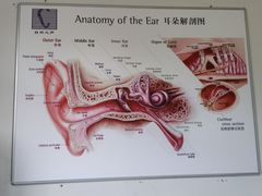 -自然之声助听器·呼吸机(公园路店)