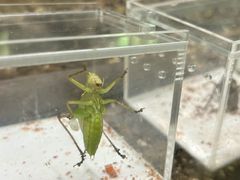 -上海昆虫博物馆