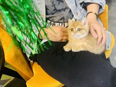 -欣宠猫屋·矮脚拿破仑·蓝金金渐层