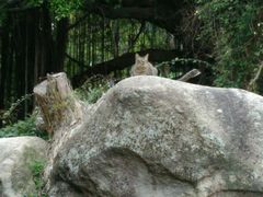 -胡里山炮台