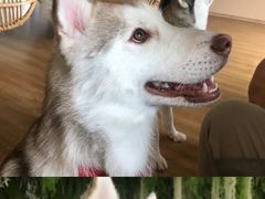 -Husky Go! 哈士奇体验馆·宠物咖啡厅狗咖