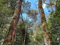 -云南屏边大围山国家公园