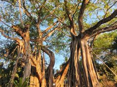 -瑞丽独树成林风景区