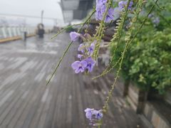 -国际邮轮中心码头(厦鼓码头)