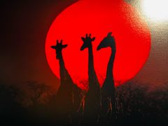 -罗红摄影艺术馆