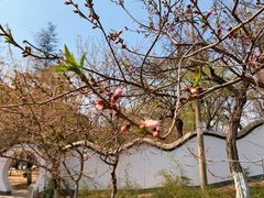 -桃花堤公园