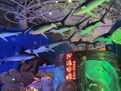 -烟台海昌鲸鲨海洋公园