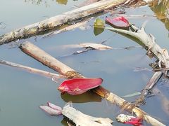 -南沙十九涌渔人码头-南门