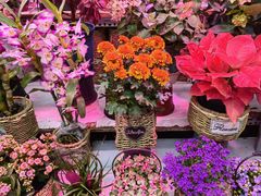 -花鸟鱼虫鲜花绿植市场(玉泉路店)