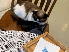 -猫友咖啡店(玉林西路店)