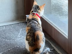 -Again Coffee Roaster(香蜜湖店)