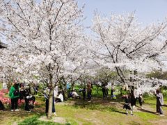 -苏州上方山国家森林公园