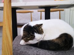 -喵园·猫主题咖啡厅·撸猫·猫咖(国贸店)