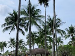 -亚龙湾希尔顿自助餐厅·海鲜·烧烤·沙滩BBQ·现场乐队