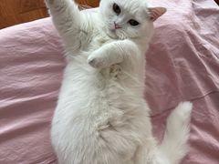 -FAELING PETS美天灵宠物(富力广场店)