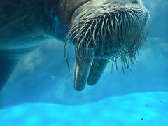 -海合安青岛极地海洋公园