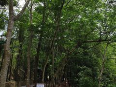 -西双版纳原始森林公园