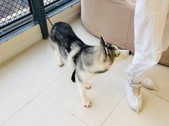 -怪兽屋·羊驼·猫咖·狗咖(俊华广场店)