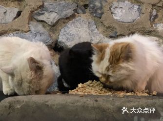马上就又要到了一年一度大型流浪猫产仔仔的季节
